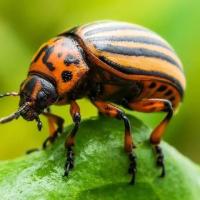 Pest Detector project thumbnail