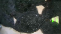 fish size estimation project thumbnail
