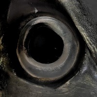 fish eyes project thumbnail