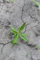 testweed project thumbnail