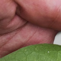 Aphids  project thumbnail