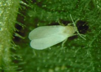 Whitefly project thumbnail