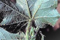 Aphids project thumbnail