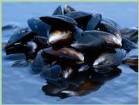 Mussel Detection project thumbnail