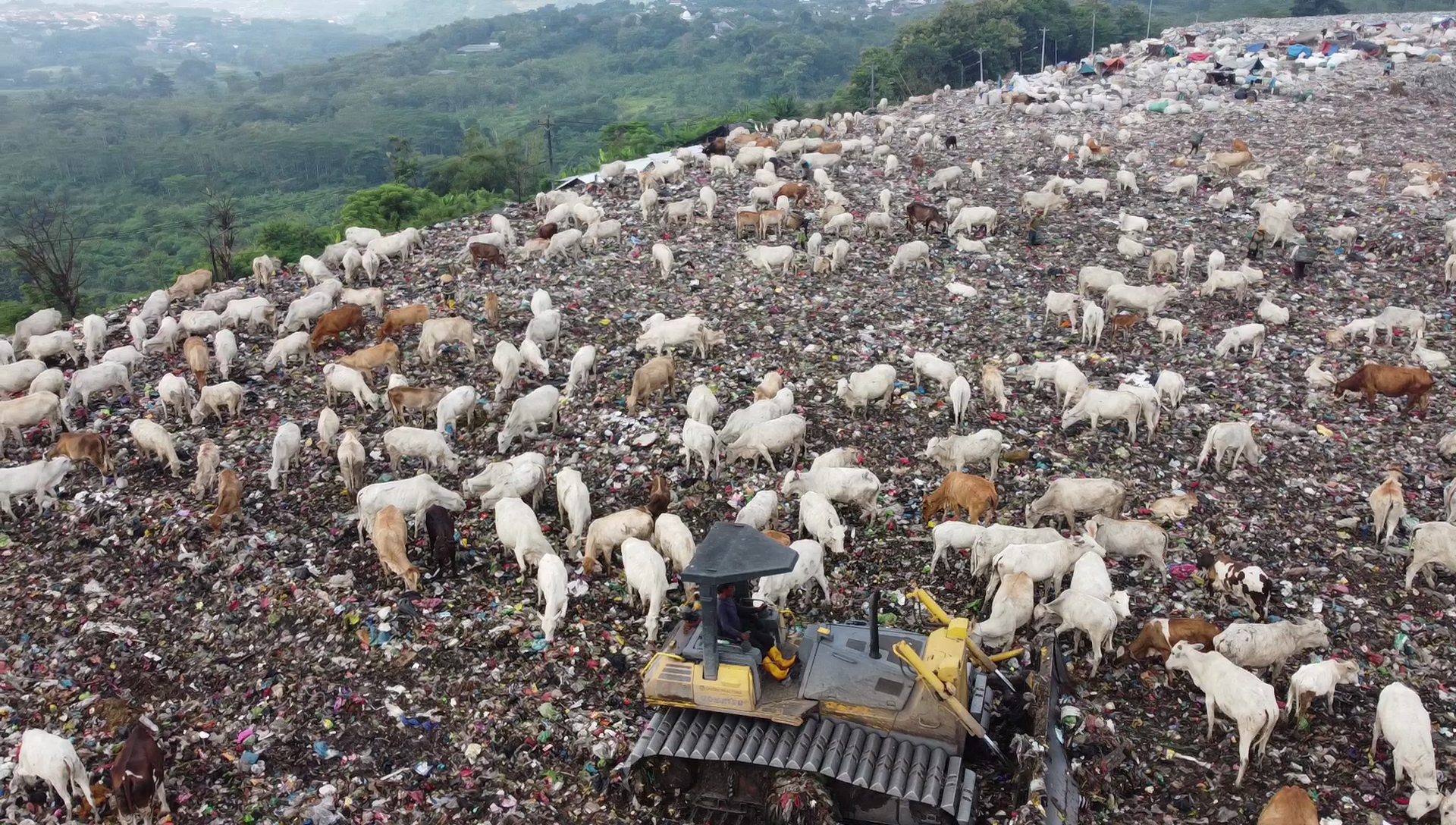 cattle detection and counting Object Detection Dataset by Cattle