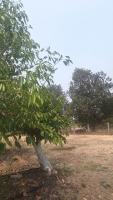 kala jamun r2 project thumbnail