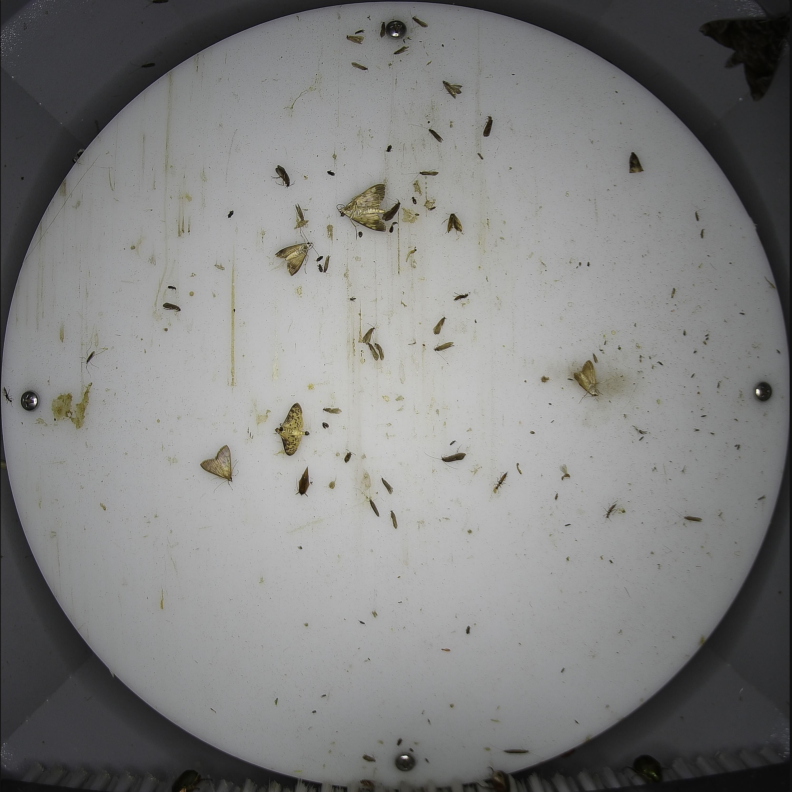 Tiin Insects Insects identification project - Roboflow Universe