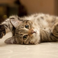 Cat Emotion Classification project thumbnail