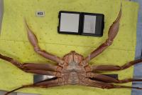 CrabLegsYolo project thumbnail
