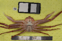 AbdomenJoints project thumbnail