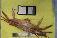 CrabLegs project thumbnail