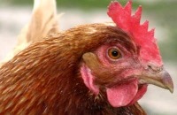 Avian project thumbnail