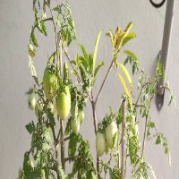 growth-stage-tomato project thumbnail