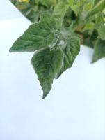 tomato-growthstages-new project thumbnail