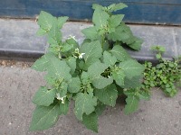 Dataset Image