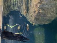 Underwater Imaging project thumbnail
