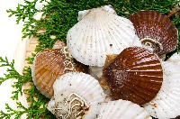 Scallop project thumbnail
