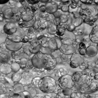 Test Bubble Object Detection Dataset by Lavanya