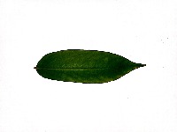 Daun tanaman herbal project thumbnail