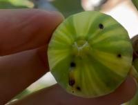 Fig Fruit project thumbnail