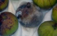 Fig Fruit Disease Classification project thumbnail