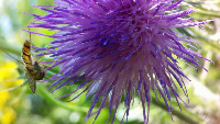 Insects On Flowers project thumbnail