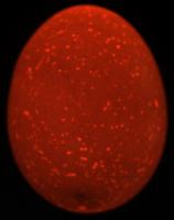 egg project1 project thumbnail