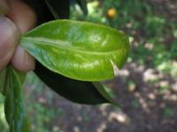 Find leaves project thumbnail