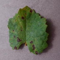 Grapes Disease Prediction project thumbnail