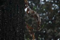 Trees project thumbnail