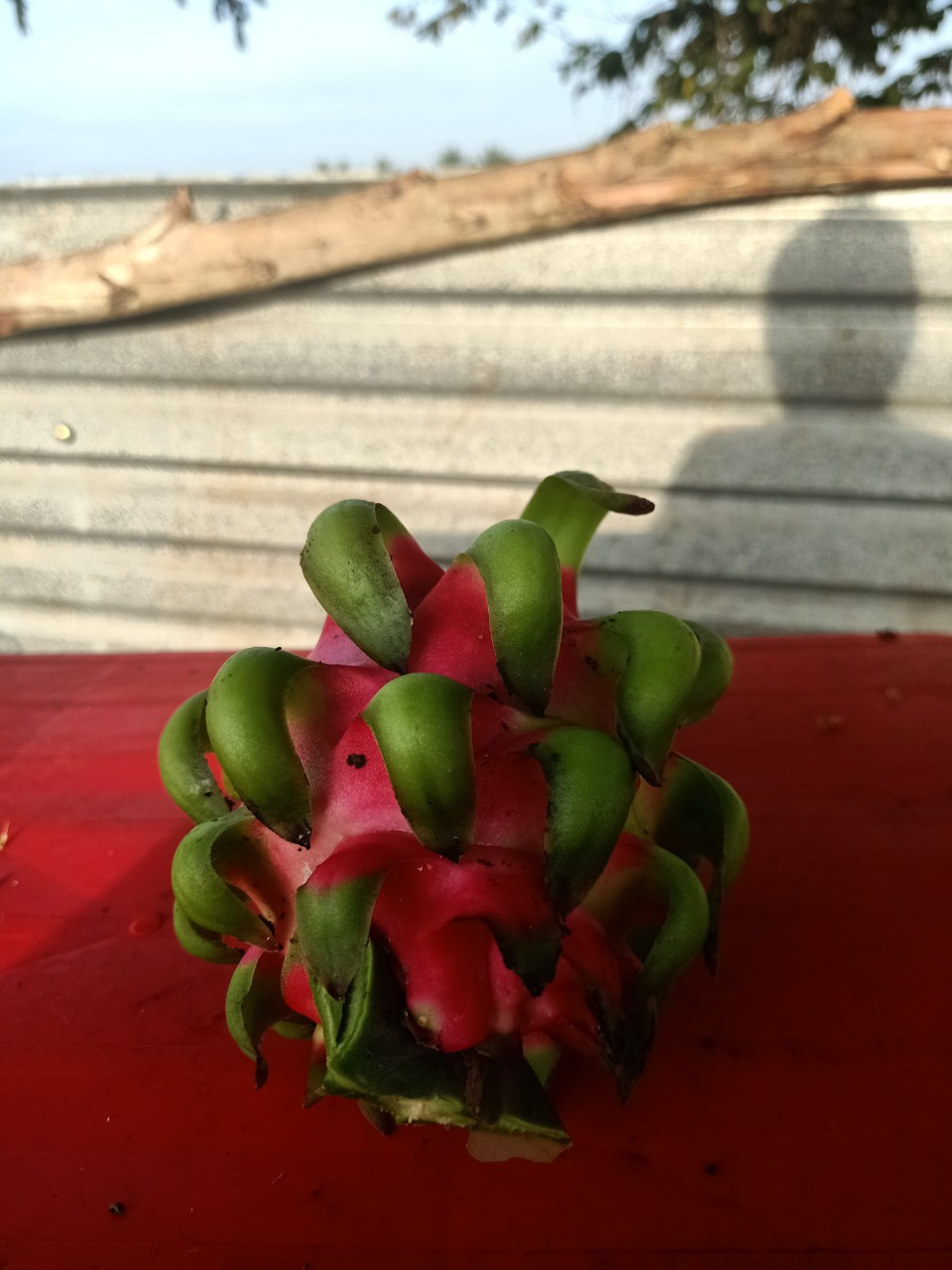 Dragon Fruits Labels Object Detection Dataset by SIP