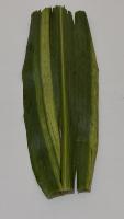 CORN LEAF DISEASE DETECTION project thumbnail