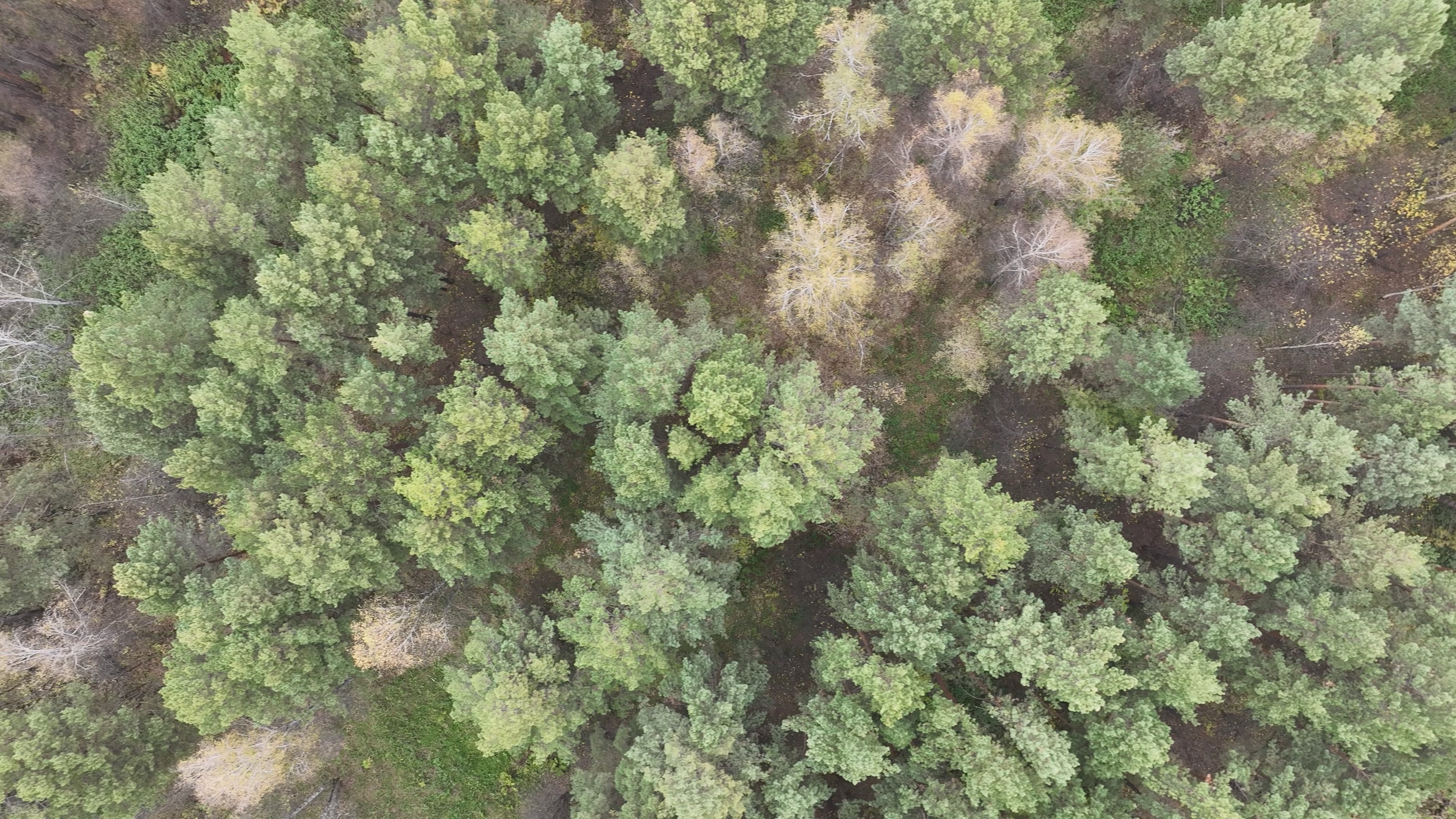Trees Instance Segmentation Model by Trees annotation