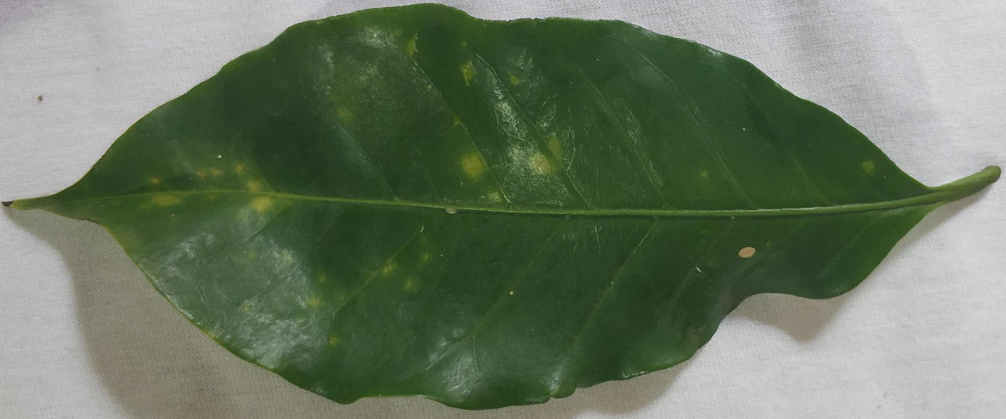 Leaf Rust Final Object Detection Model by DAME corp