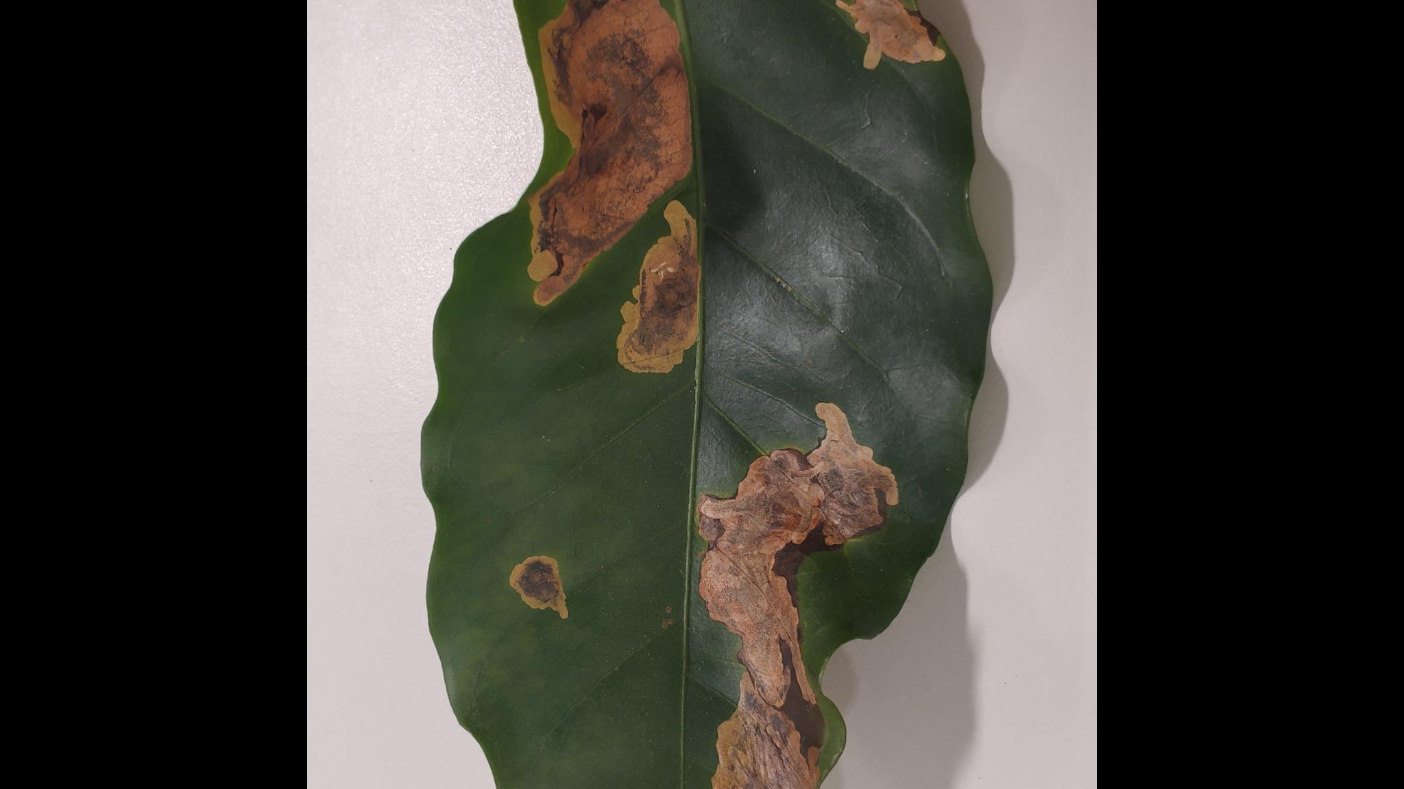 Leaf Miner Final Object Detection Model by DAME corp