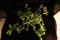 Whole Plant Tomato Segmentation project thumbnail