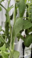 Fruiting Tomato Segmentation project thumbnail