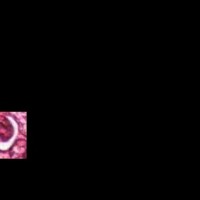 bbox_only project thumbnail
