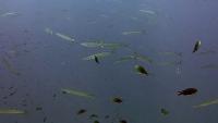 MyfishTracker project thumbnail