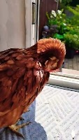 chickens behaviours project thumbnail