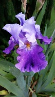 Deteksi Bunga Iris Ungu project thumbnail