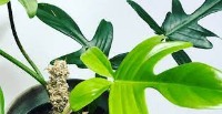 Philodendron Plant  project thumbnail