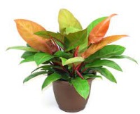 DETECT PHILODENDRON PLANT project thumbnail
