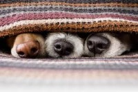 Dogs project thumbnail