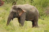 Segmented_animal_dataset project thumbnail
