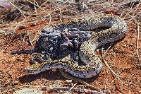 Snakes_species project thumbnail