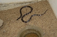 snake classification project thumbnail