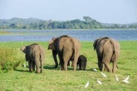 Elephant Detection project thumbnail