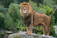 Lion project thumbnail
