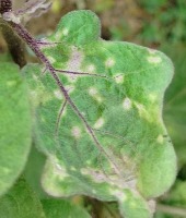 Leaf project thumbnail